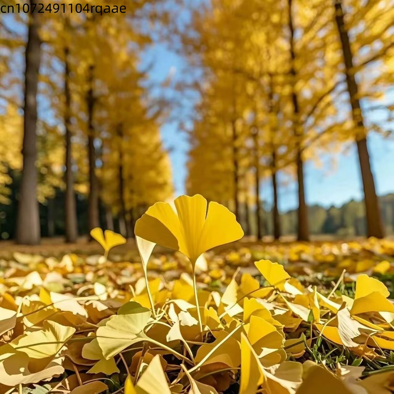 Natürliche Getrocknete Ginkgo  – Soap Making Home Bewertung und Preis