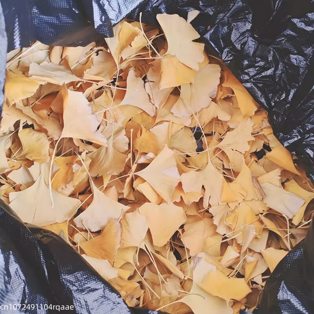 Natürliche Getrocknete Ginkgo  – Soap Making Home Bewertung und Preis