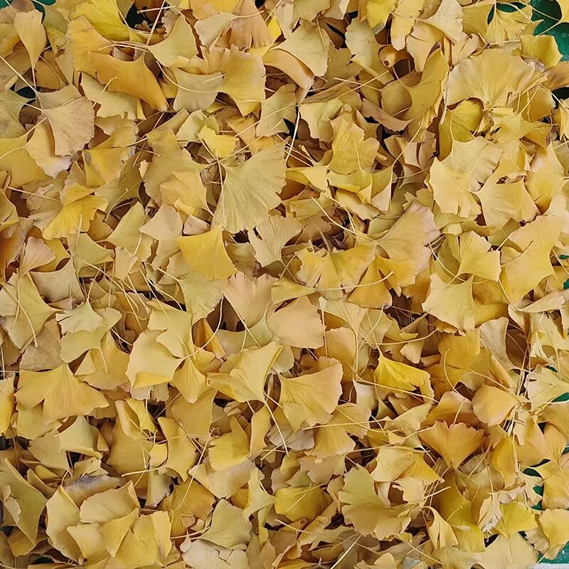 Natürliche Getrocknete Ginkgo  – Soap Making Home Bewertung und Preis