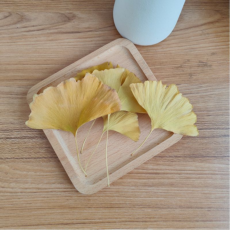 Natürliche Getrocknete Ginkgo  – Soap Making Home Bewertung und Preis